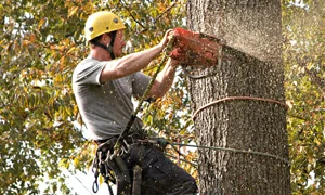 A Better Cut tree service project