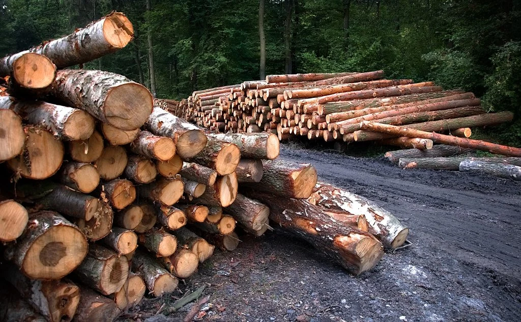 Cut timber